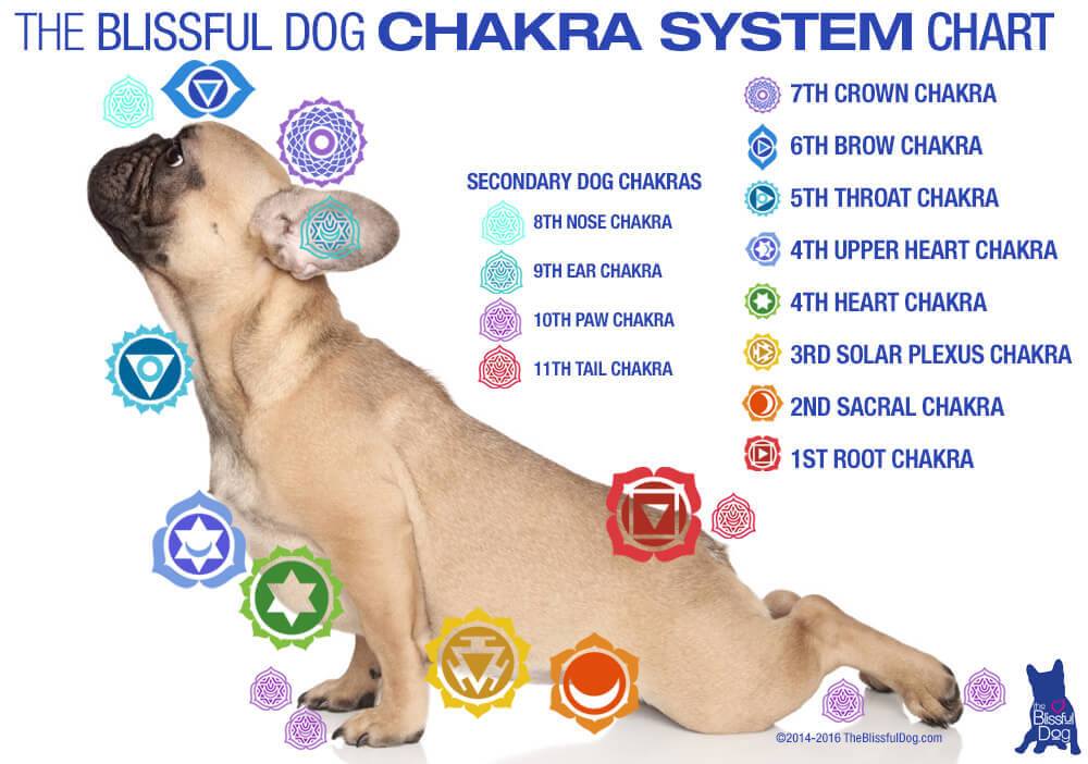 chakras nos animais como funciona 1 - Cura de Chakras nos Animais [Como Funciona]