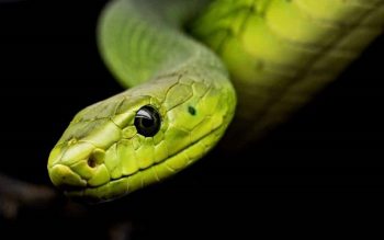 Sonhar com Cobra Verde, Branca, Preta, Amarela… Significado e Interpretação
