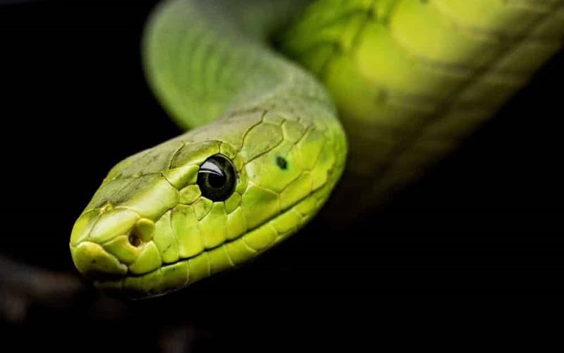 Sonhar com Cobra Verde, Branca, Preta, Amarela... Significado e Interpretação