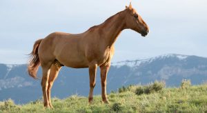 um cavalo de corpo inteiro nas montanhas, e O Que Significa Sonhar com Cavalo