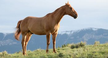 O Que Significa Sonhar com Cavalo