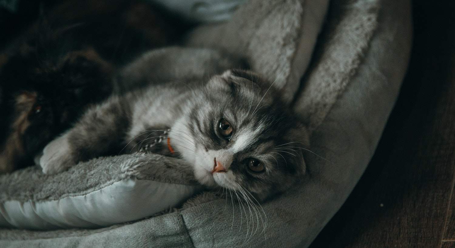 imagem de um gato deitando O Que Significa Sonhar com Animal Parindo